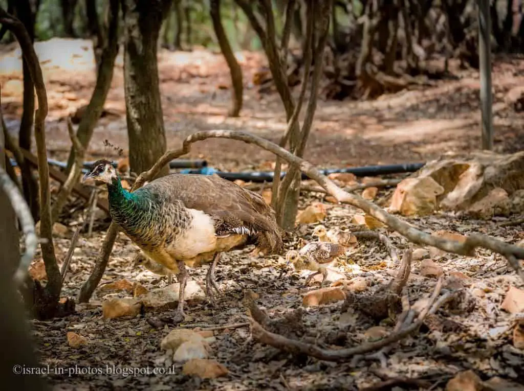 Monkey Forest In Yodfat