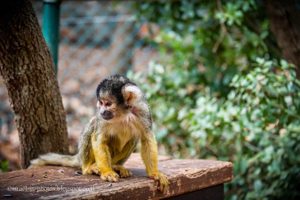 Squirrel Monkey