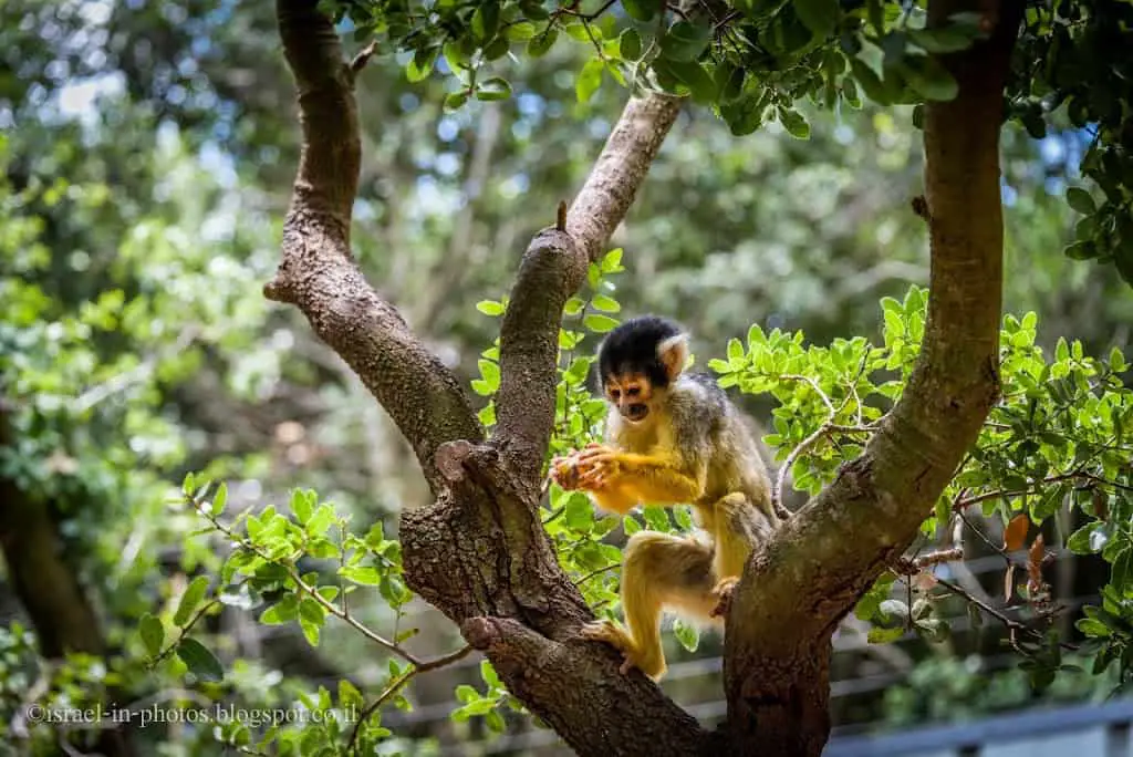 Squirrel Monkey
