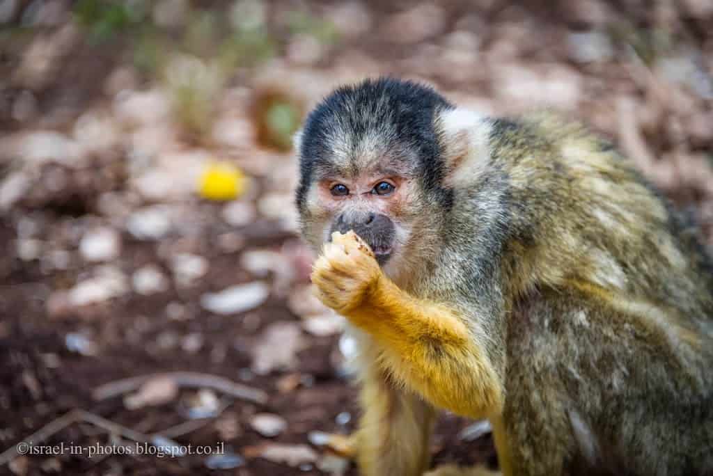 Squirrel Monkey