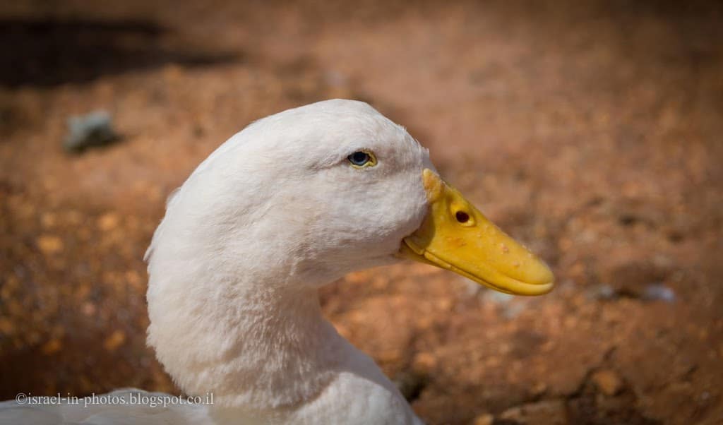 Duck