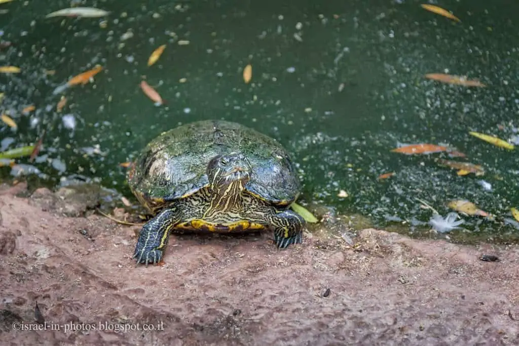 Turtle in the pond