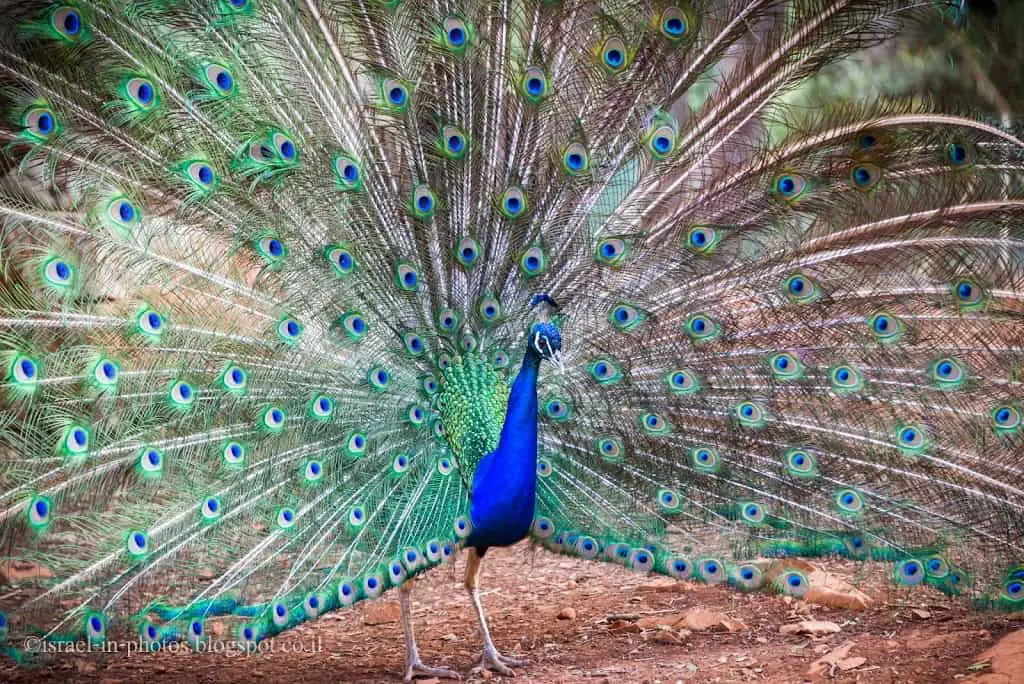 Peacock