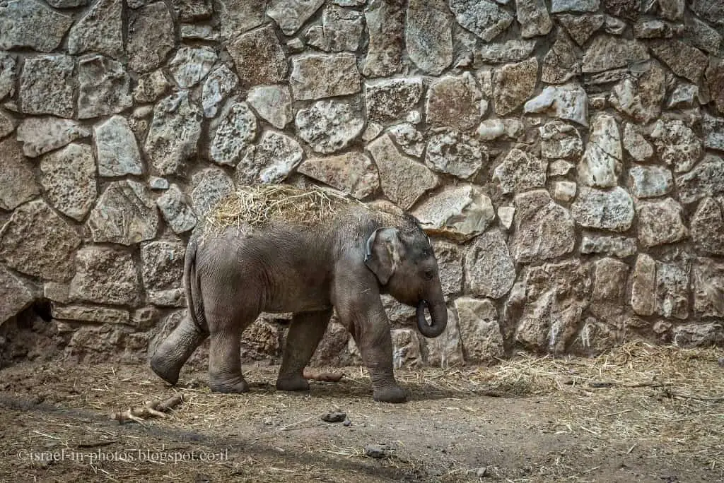 Baby elephant