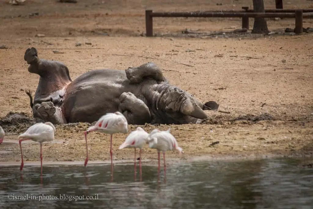 Safari morning tour