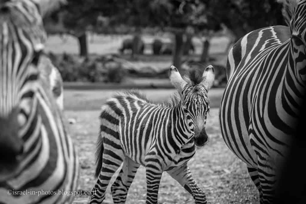 Zebras