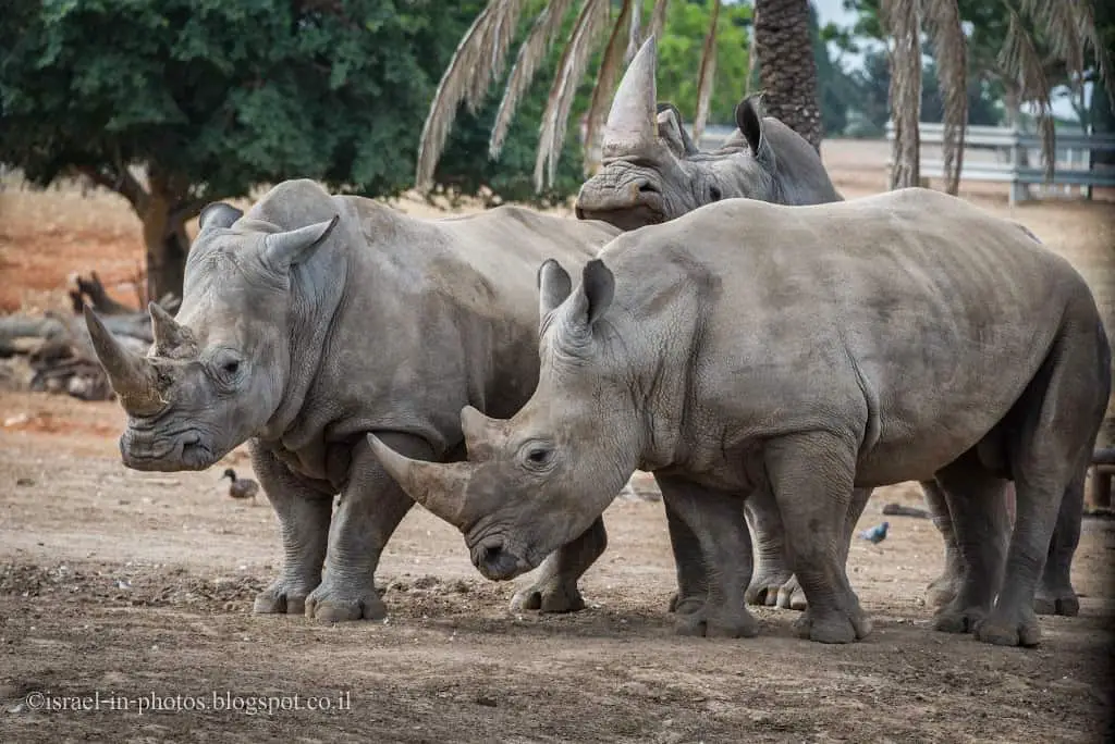 Ramat Gan Safari morning tour