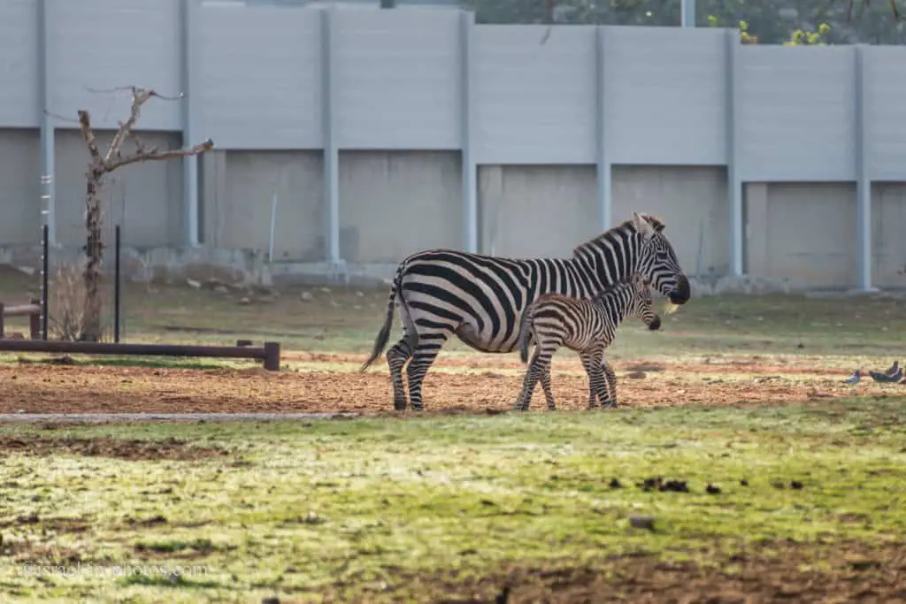 Morning Tour at Ramat Gan Safari in Israel