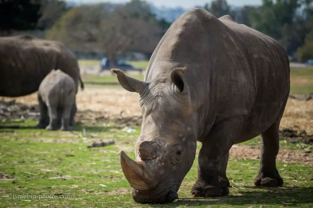 Rhinos at Safari