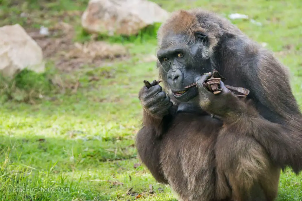 Gorilla eating carobs