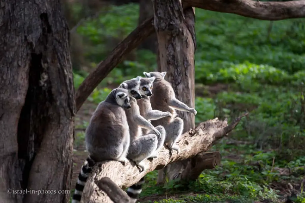 This time we did not feed the lemurs. The guide told us they were on a diet, so the zoo worker had already spread all the food