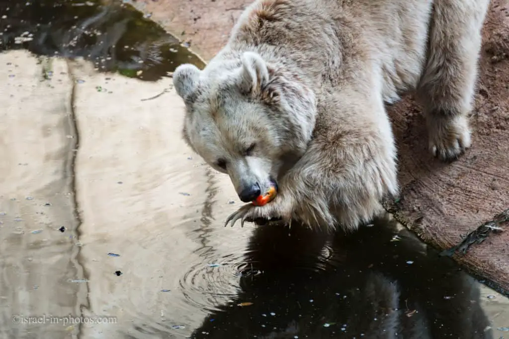 Bears use the back part of the palm as a plate