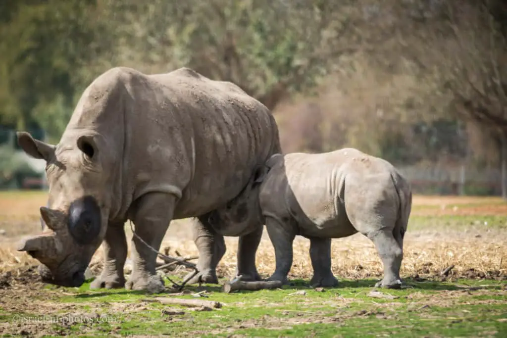 Носороги на сафари