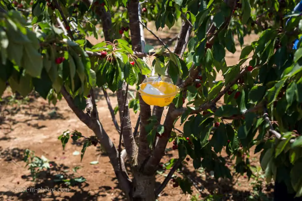 Organic pesticide control