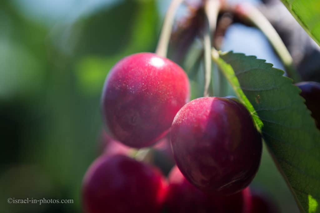 Cherry Picking at Bustan Bereshit in the Golan Heights, Israel