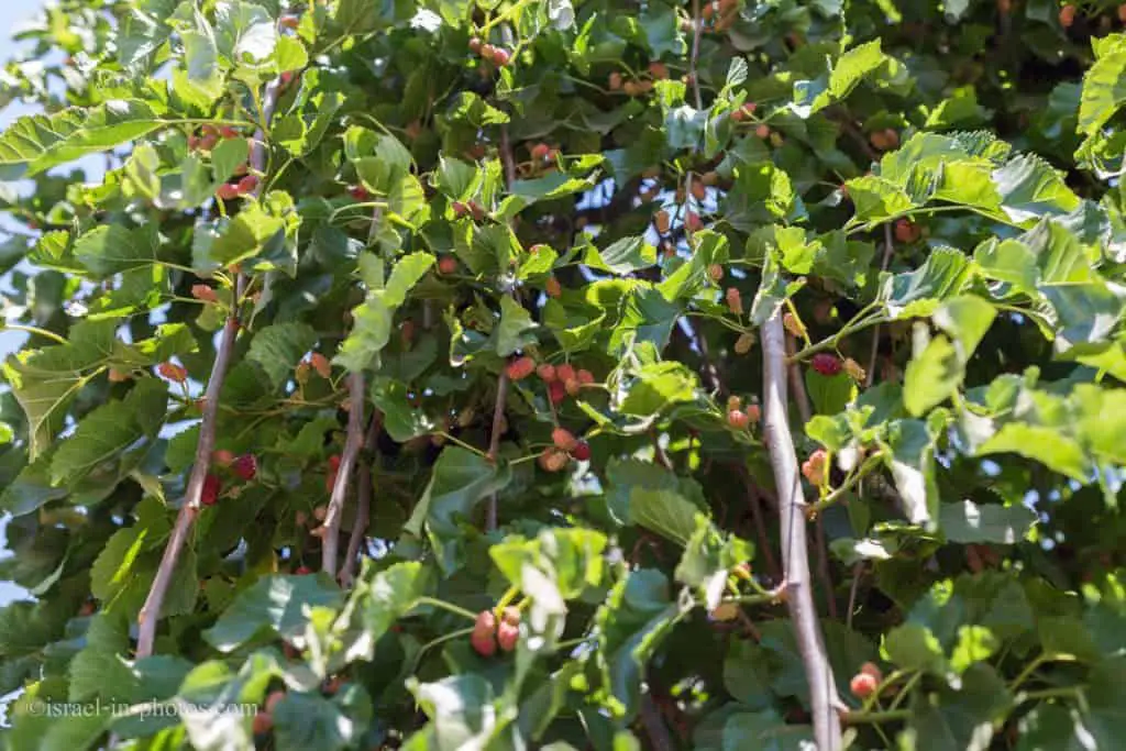 Mulberry