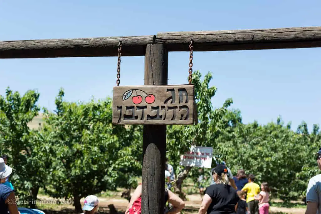 Cherry Picking at Bustan Bereshit in the Golan Heights, Israel