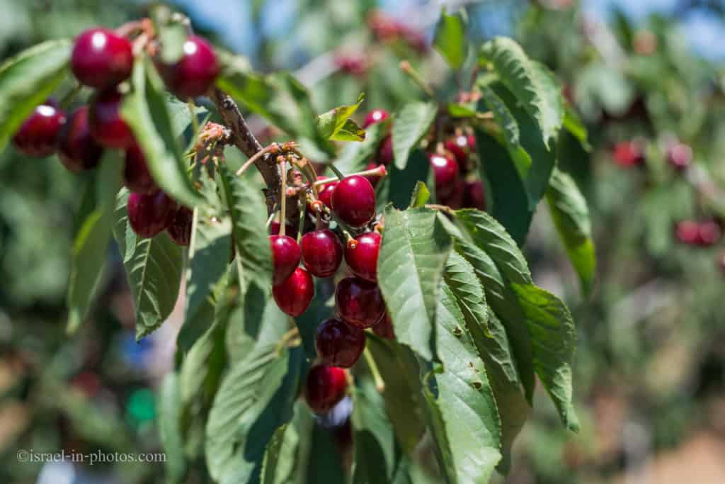 Self-Picking Sweet Cherry