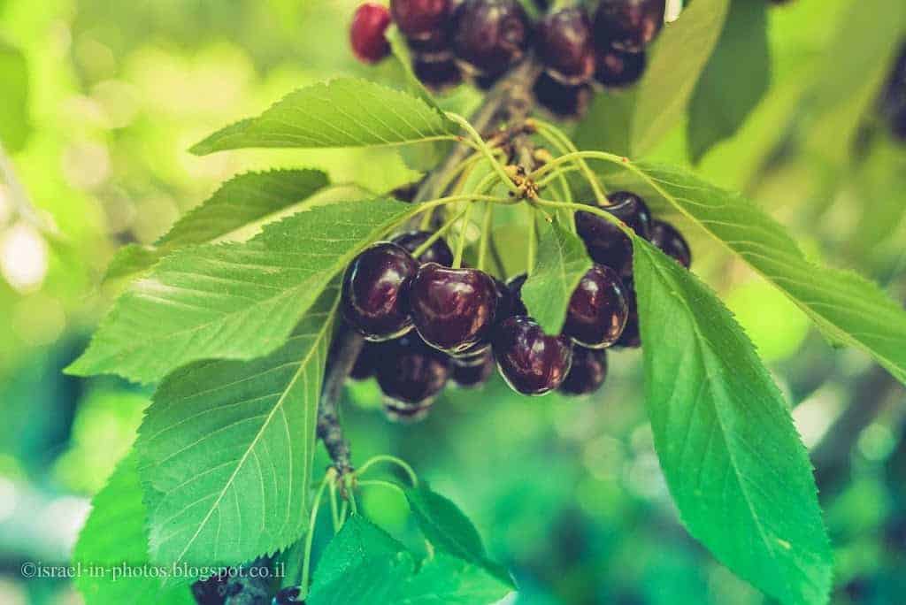 Self-Picking Odem, Sweet Cherry at Golan Heights