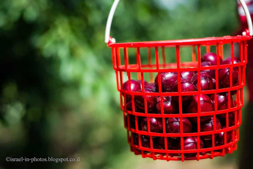 Sweet Cherries