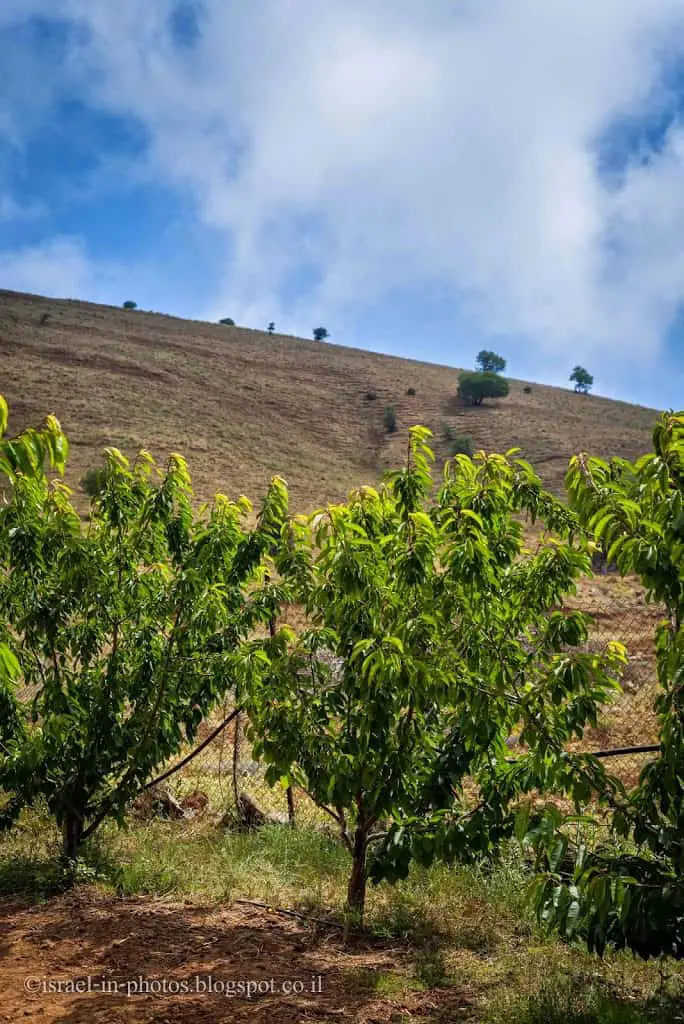 Golan Heights