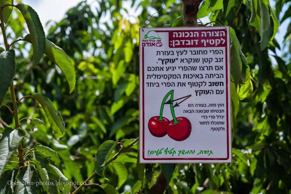Self-Picking Odem