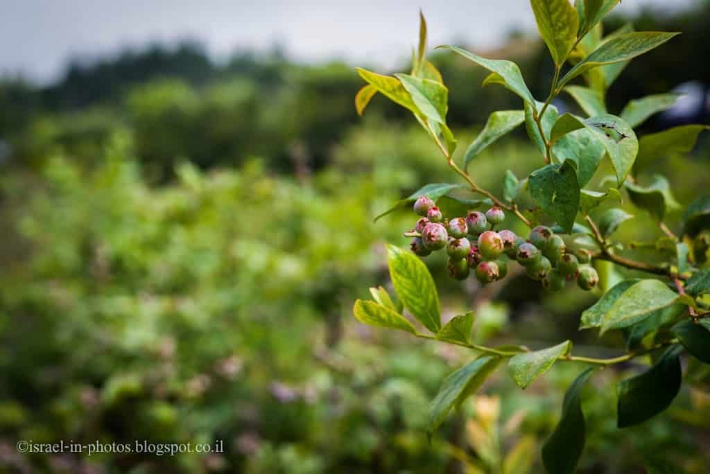 Blueberries at Odem