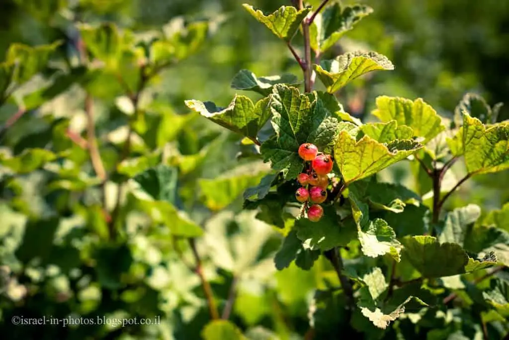 Redcurrant at Odem