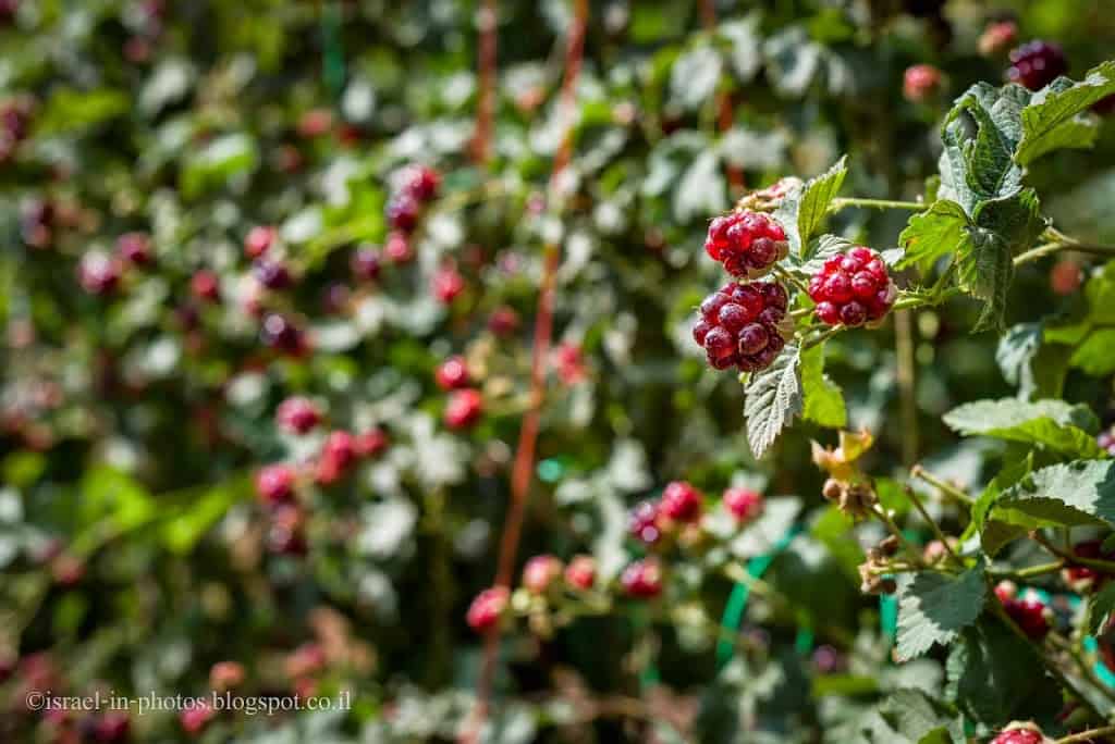Raspberry