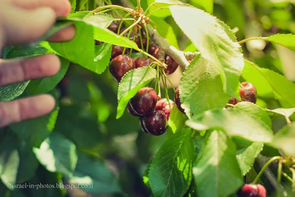 Cherry Picking In Odem