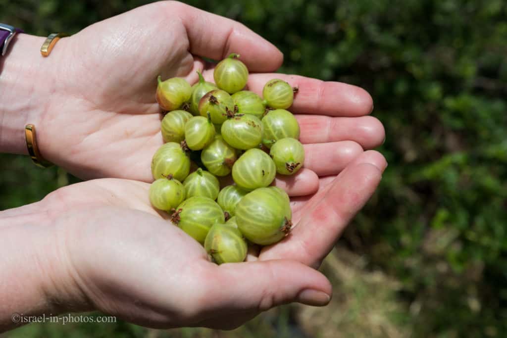 Gooseberries