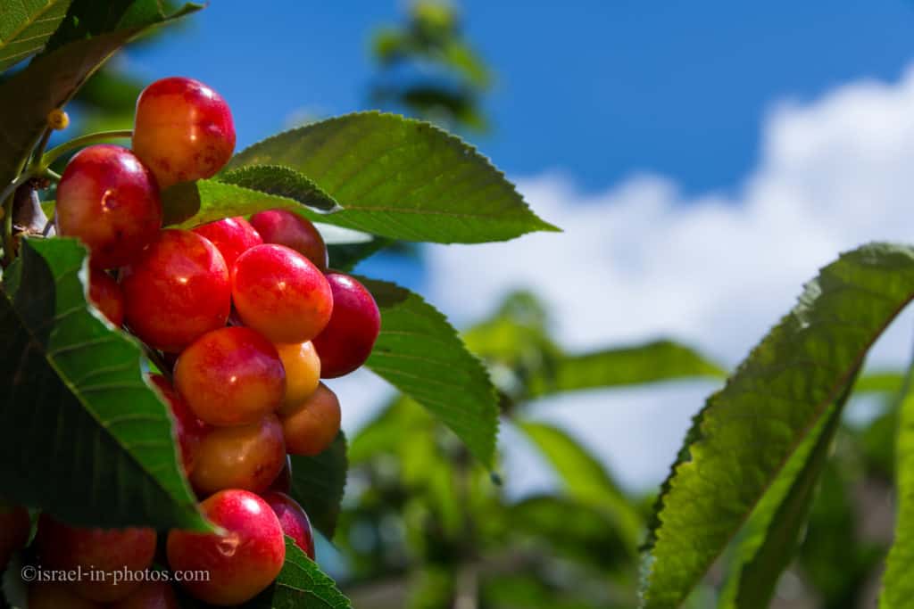 Cherry Picking in Odem