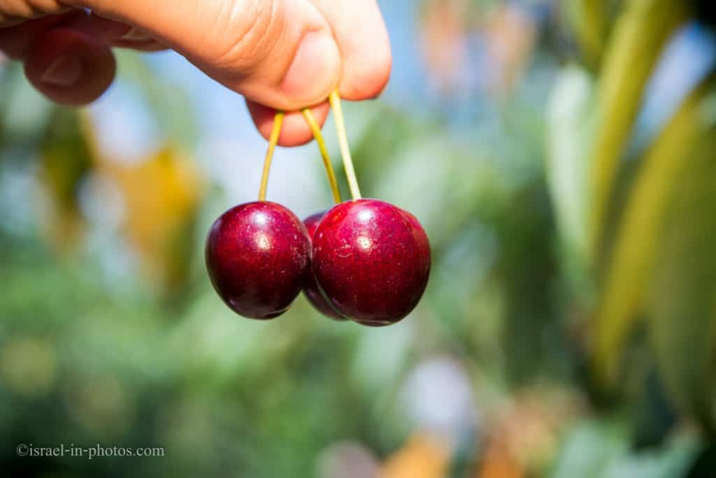 Sweet Cherries
