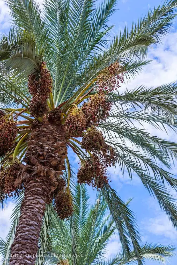 Palm tree
