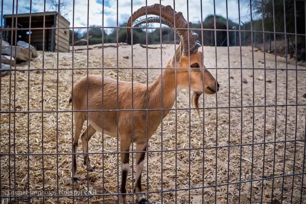 Nubian ibex at Lachish park