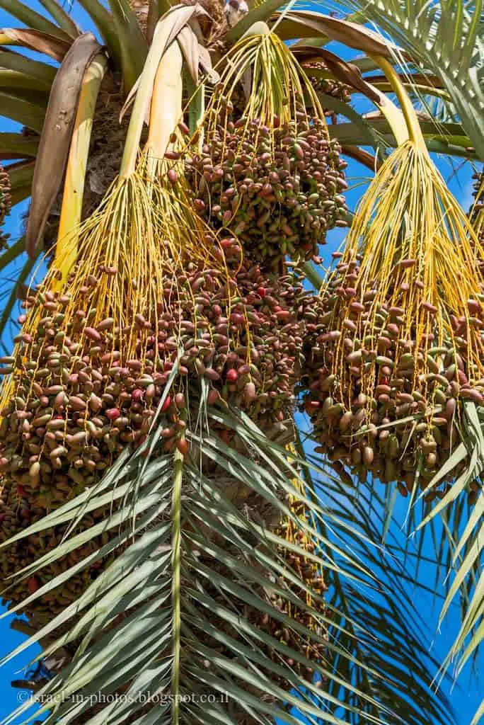 Date palm