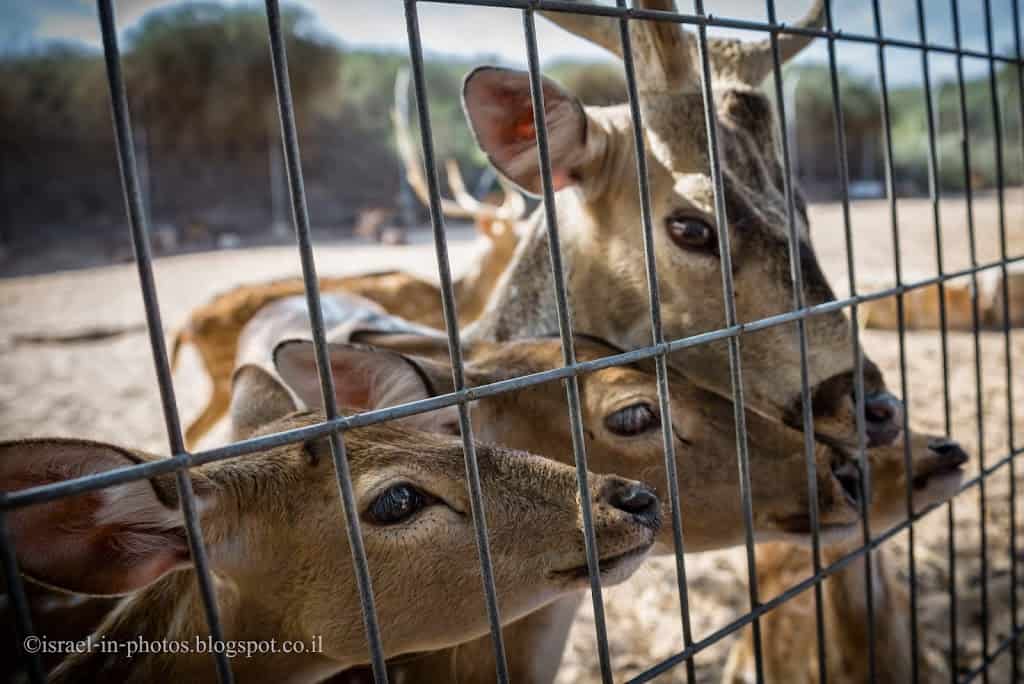 Zoo at Lachish River Park