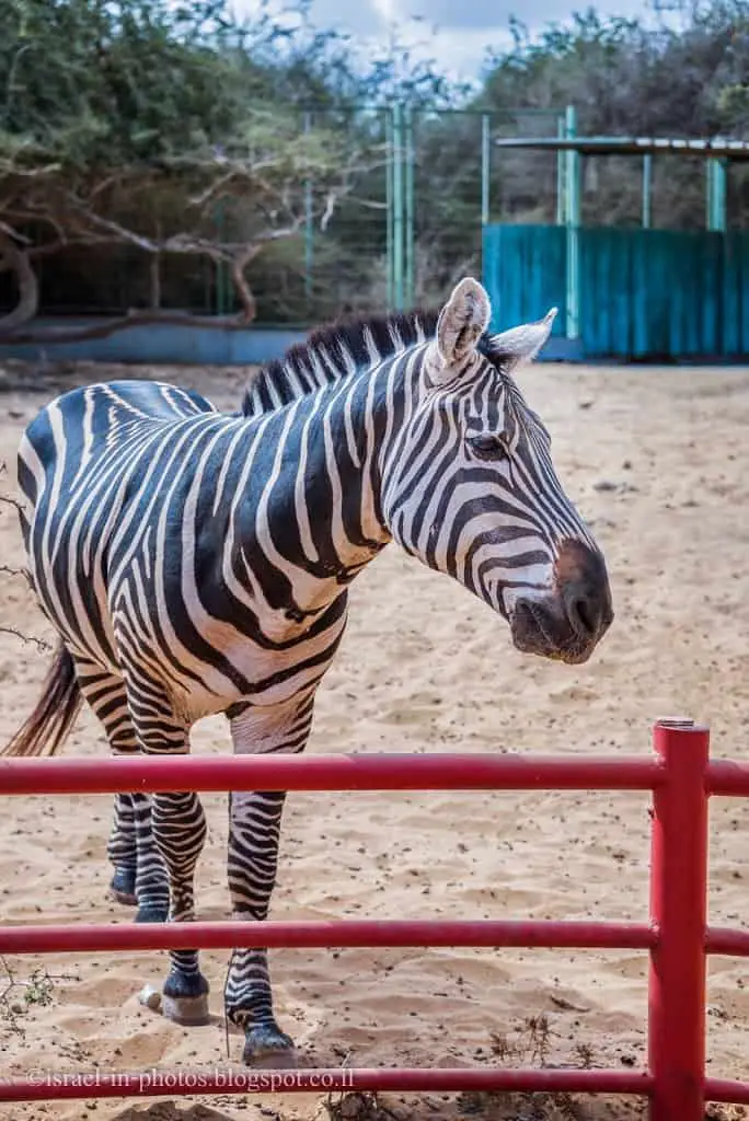 Zebra in Lachish park