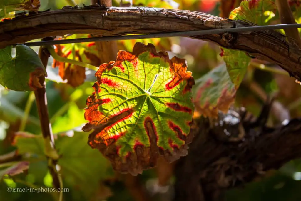 Grape leaf