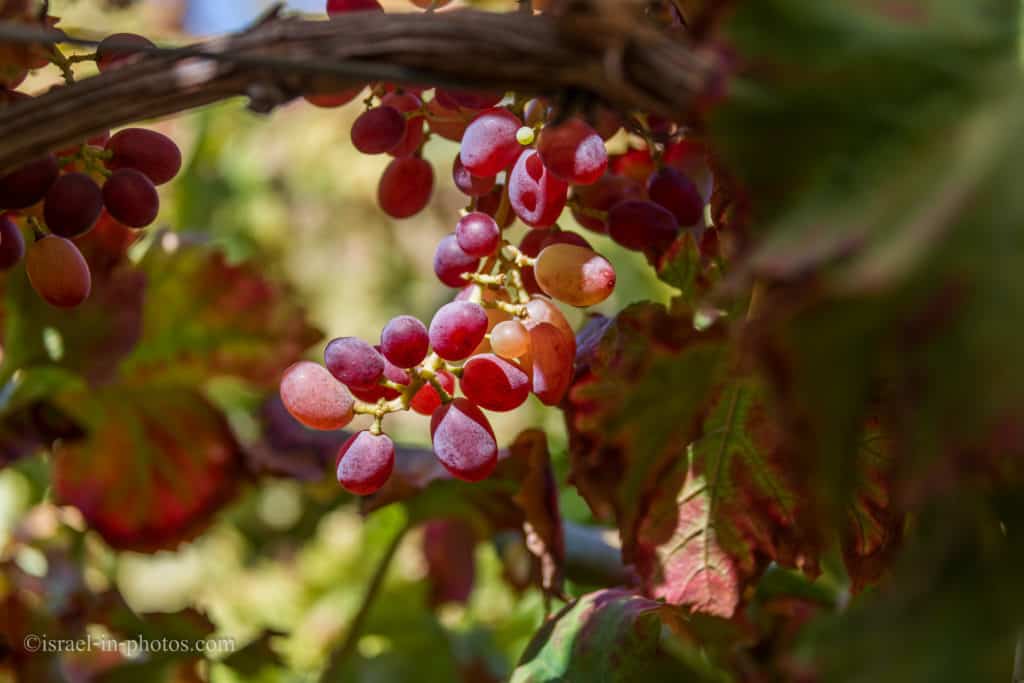 Grapes picking at Moshav Lachish, Israel