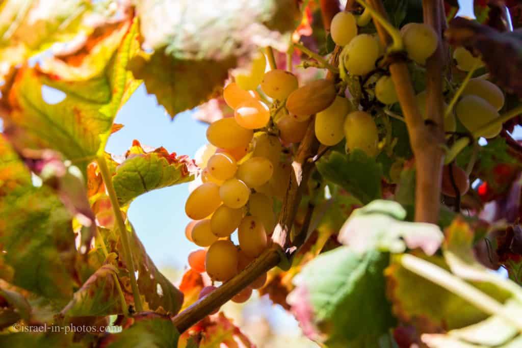 Grapes picking at Moshav Lachish, Israel