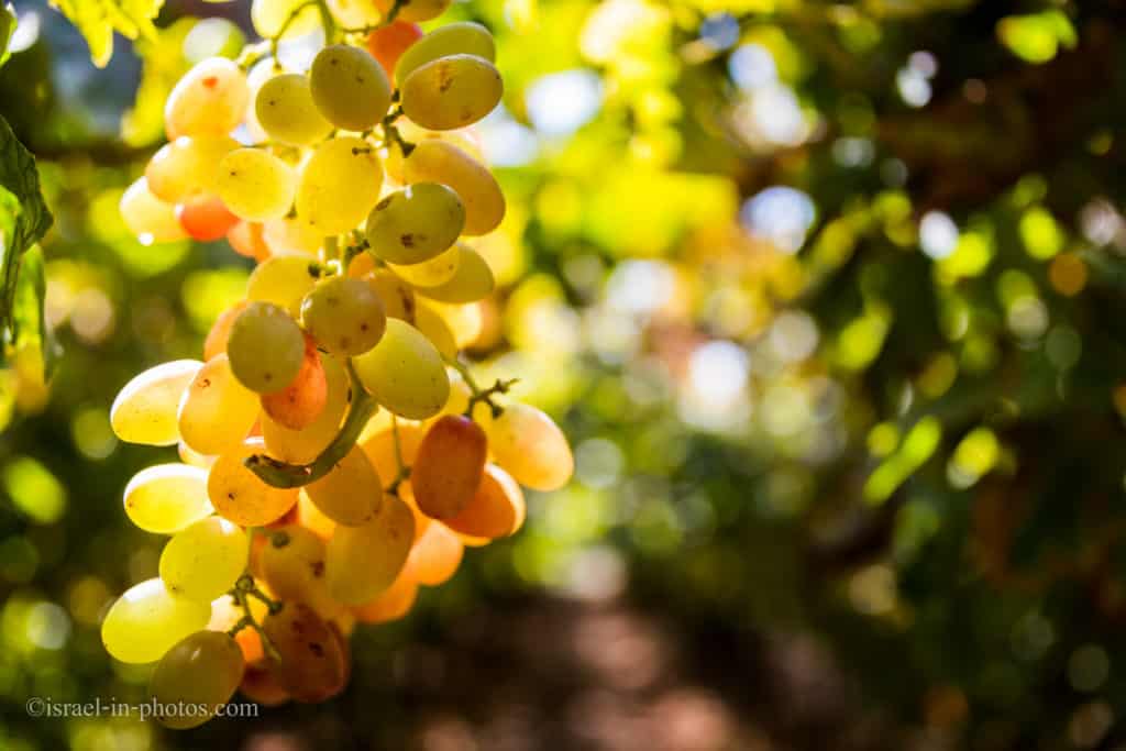 Picking Crimson Grapes in Moshav Lachish, Tali Grapes