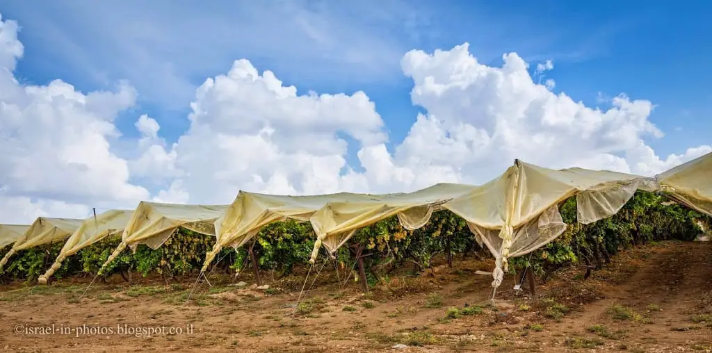 The vineyard in Lachish