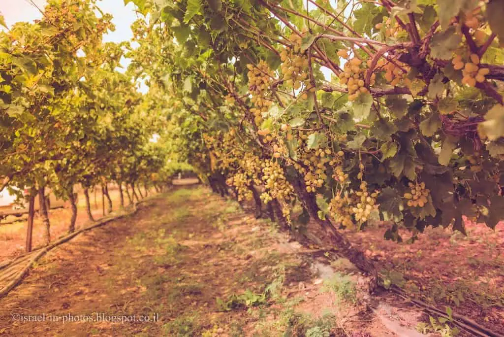 Tali Grapes Vineyards