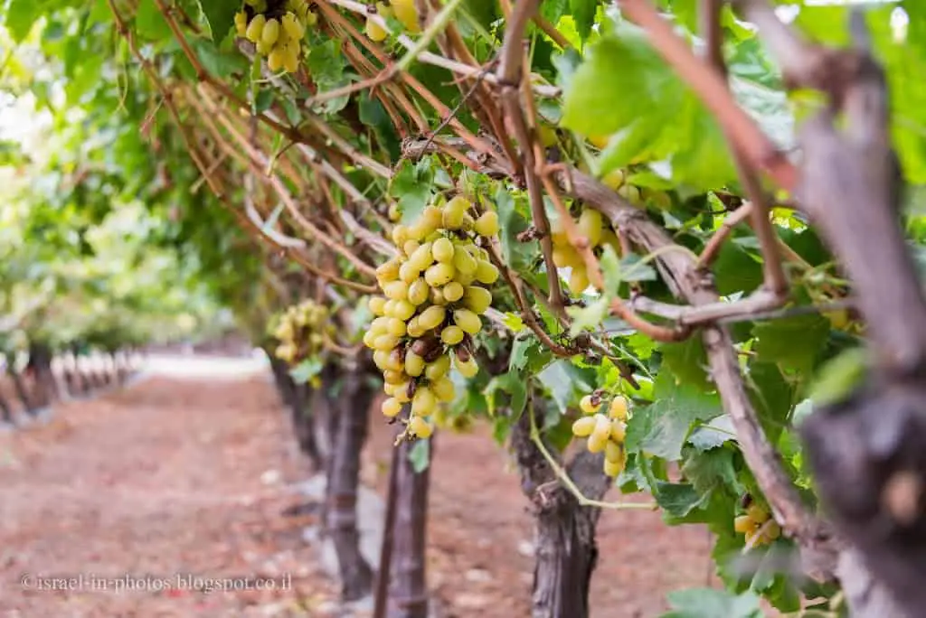 The vineyard in Lachish