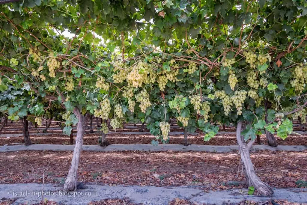 Thompson grapes