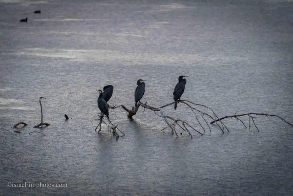 Several Cormorants under the rain