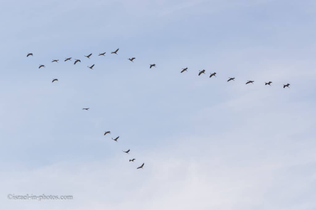 Bird Migration