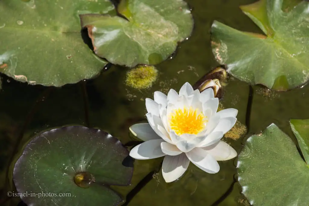 Water lily
