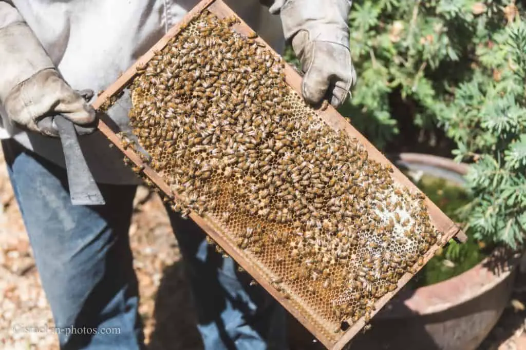 Honeycomb